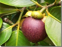 La Garcinia mangostana. El Mangostán. I. Fruto del árbol de Mangostán.