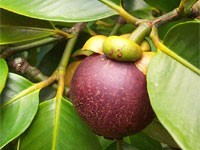 Fruto del Mangostán.