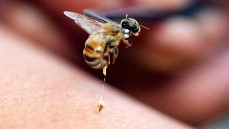 Al picar la abeja, deja su aguijón y una probable infección.