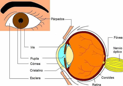 Anatomía de un ojo normal.