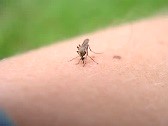 Picadura de mosquitos.
