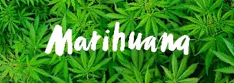 De la Marihuana, se utilizan flores, tallos y hojas de la planta Cannabis sativa.