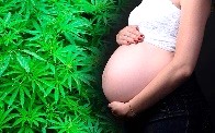 La mujer embarazada si fuma marihuana, puede tener bebés con problemas de desarrollo y comportamiento.